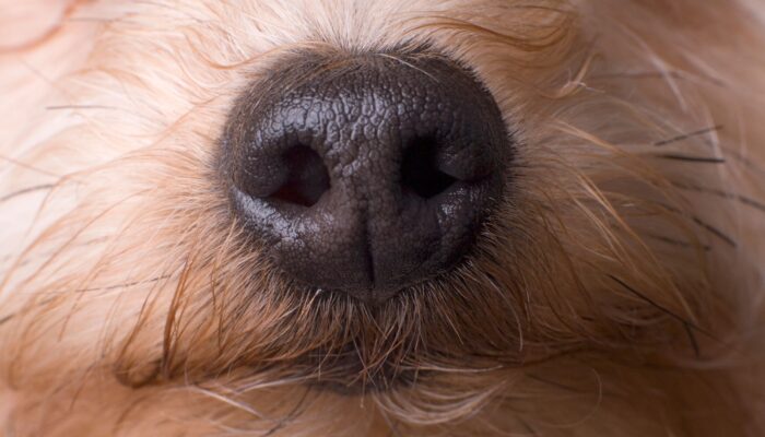 a-nose-computer-interface-could-turn-dogs-into-super-detectors