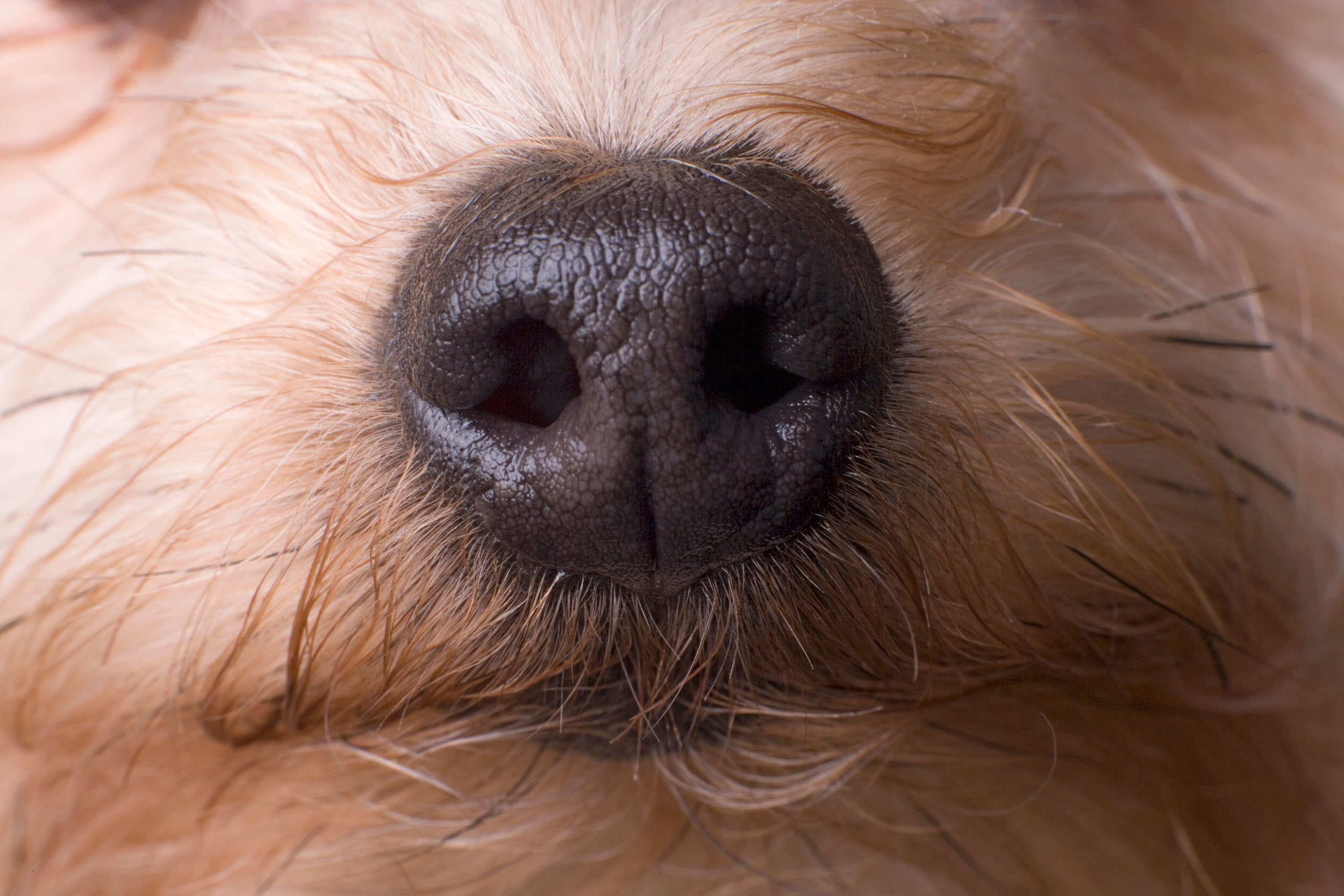 a-nose-computer-interface-could-turn-dogs-into-super-detectors