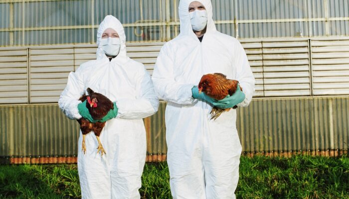 the-us-may-start-vaccinating-chickens-against-bird-flu