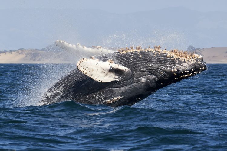 bitcoin-whale-shorts-$445-million-in-btc—traders-plot-explosive-liquidation