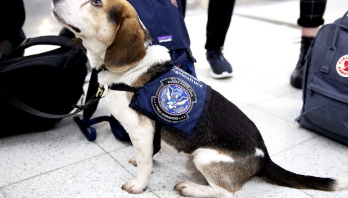 doge’s-cuts-at-the-usda-could-cause-us-grocery-prices-to-rise-and-invasive-species-to-spread