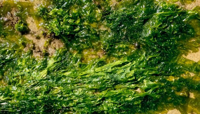 this-goopy-seaweed-slurry-could-make-its-way-into-everything-you-eat-and-wear