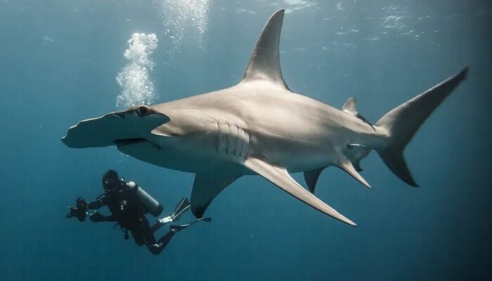 one-photographer’s-quest-to-redefine-the-shark