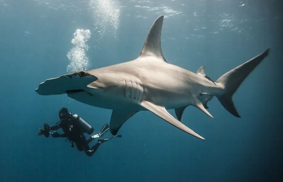 one-photographer’s-quest-to-redefine-the-shark