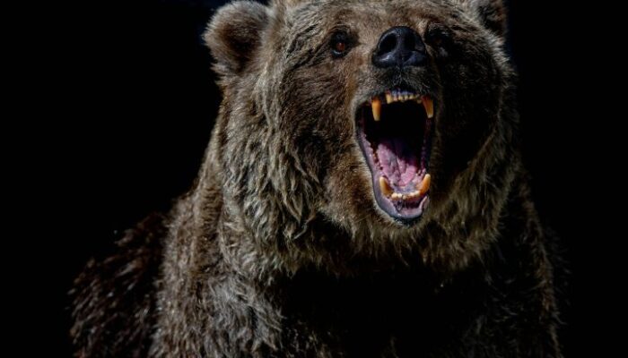xrp-etf-launch-impresses-even-in-bear-market,-says-analyst