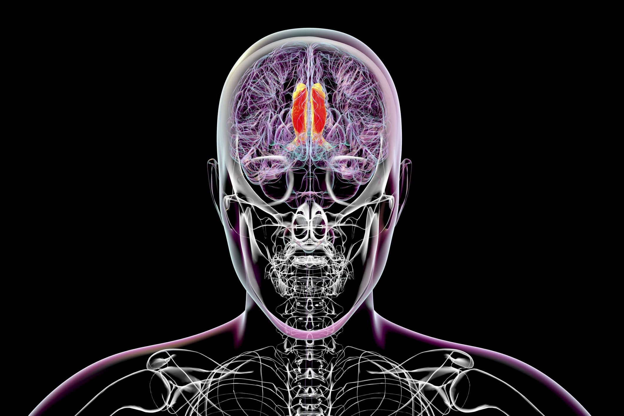 scientists-think-they’ve-found-the-region-of-the-brain-that-regulates-conscious-perception