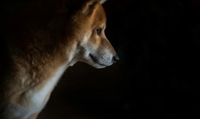 dogecoin-price-closes-in-on-major-trendline-for-breakout-to-$1