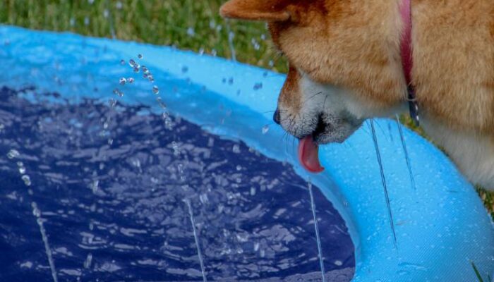 brace-for-impact:-dogecoin-may-plunge-before-skyrocketing-400%—analyst