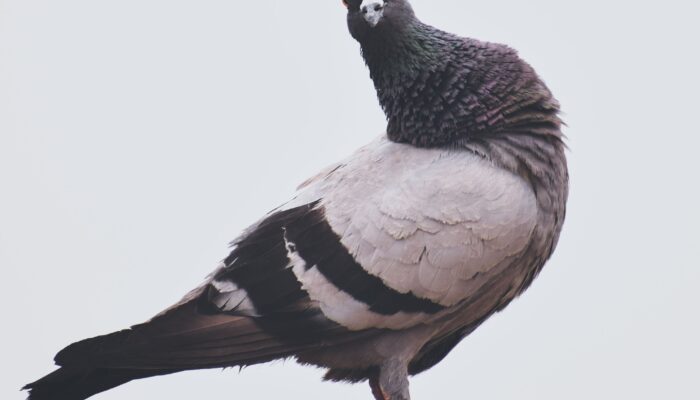 why-pigeons-at-rest-are-at-the-center-of-complexity-theory