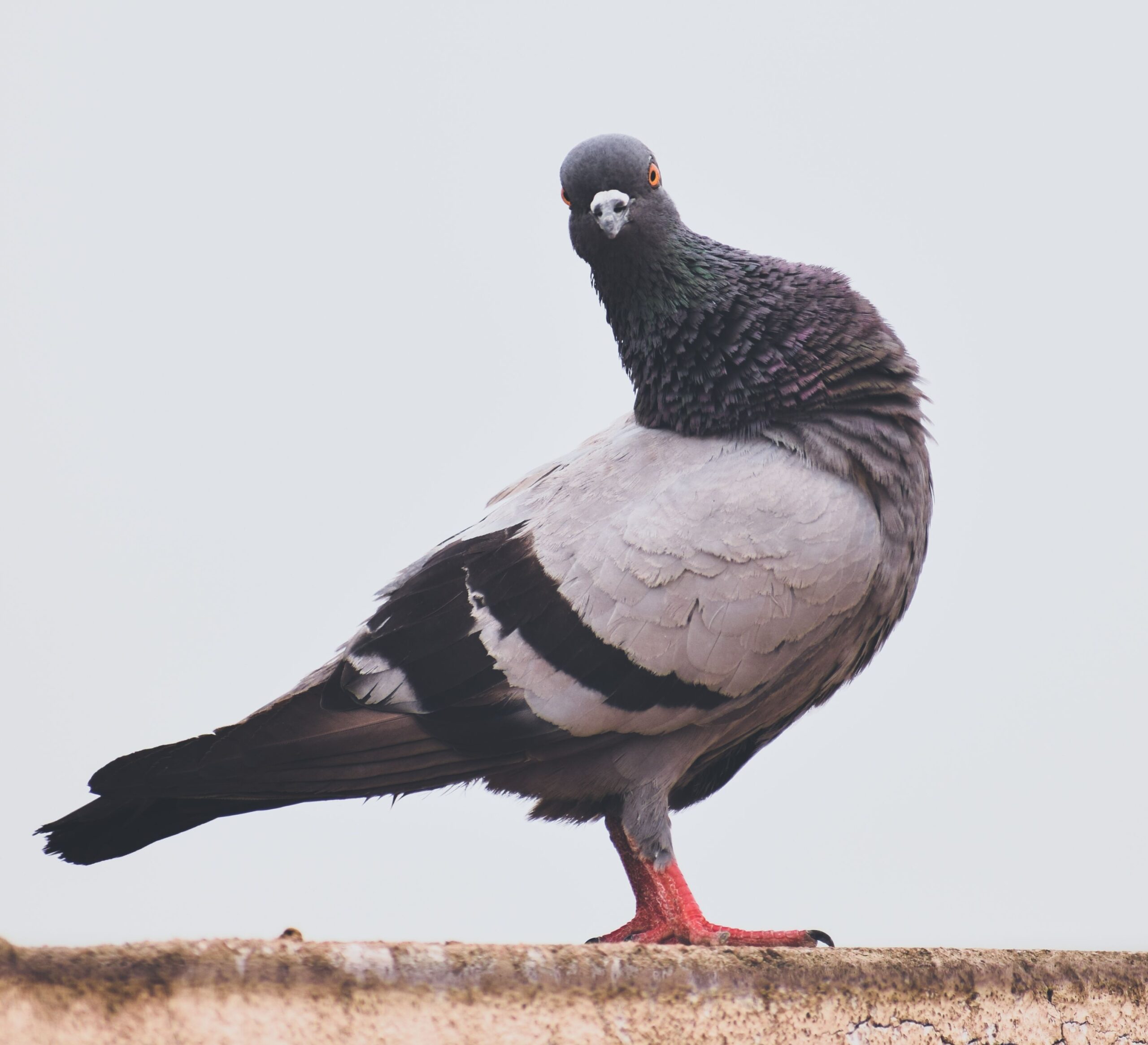 why-pigeons-at-rest-are-at-the-center-of-complexity-theory