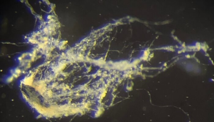 scientists-have-just-discovered-a-new-type-of-electricity-conducting-bacteria