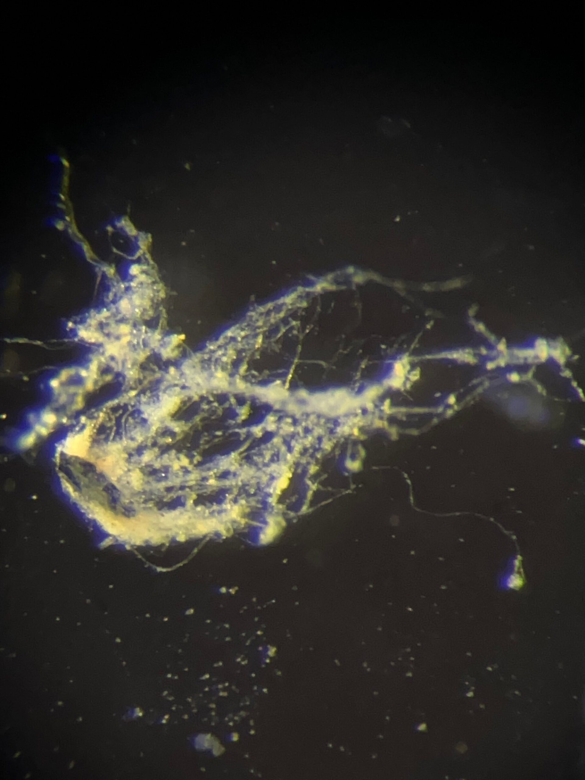 scientists-have-just-discovered-a-new-type-of-electricity-conducting-bacteria