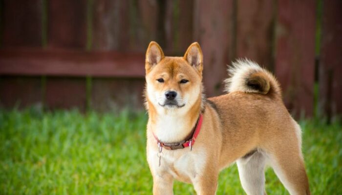 shiba-inu-could-erupt-500%—analyst-sounds-the-alarm