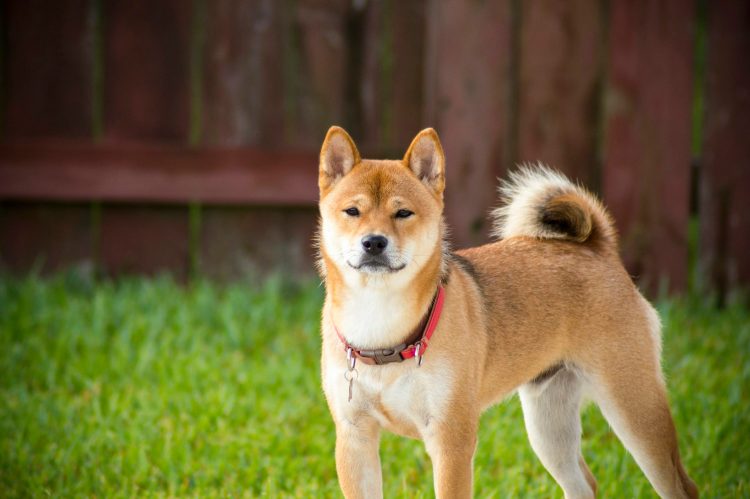 shiba-inu-could-erupt-500%—analyst-sounds-the-alarm