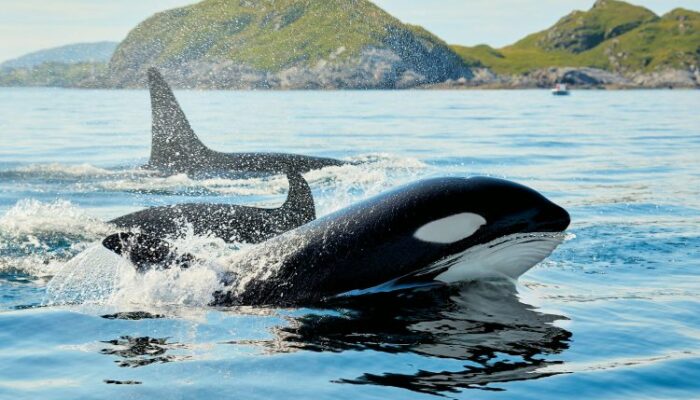 crypto-whales-on-watch-as-over-$3-billion-in-tokens-unlock-next-month