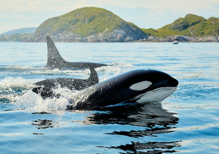 crypto-whales-on-watch-as-over-$3-billion-in-tokens-unlock-next-month
