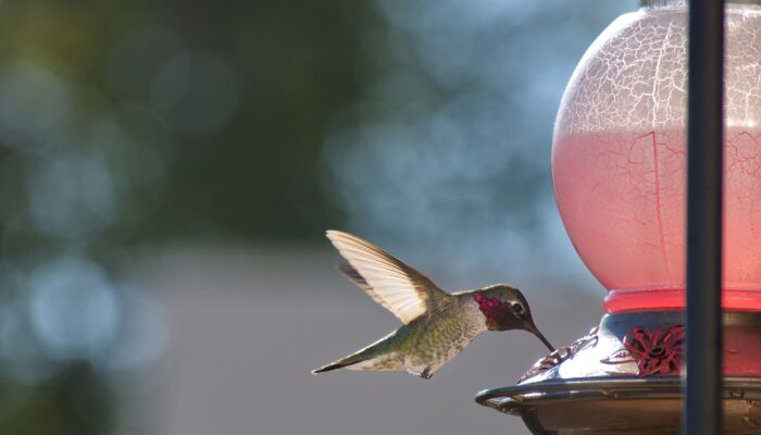 hummingbirds-are-evolving-to-adapt-to-life-with-humans