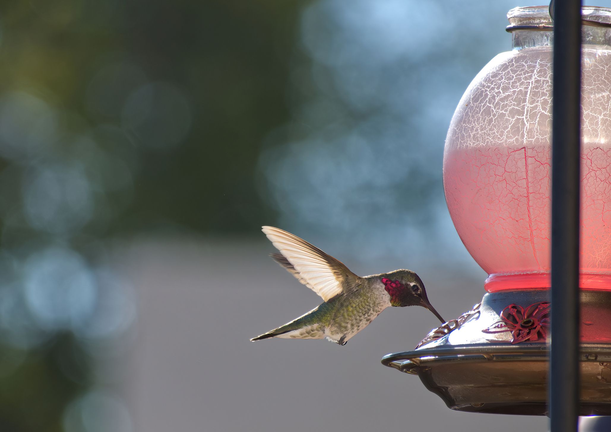 hummingbirds-are-evolving-to-adapt-to-life-with-humans