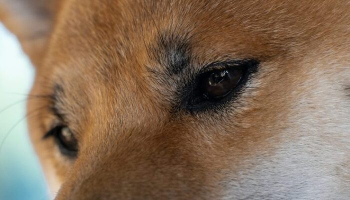 can-dogecoin-price-still-rally-1,000%?-analyst-reveals-end-of-year-prediction