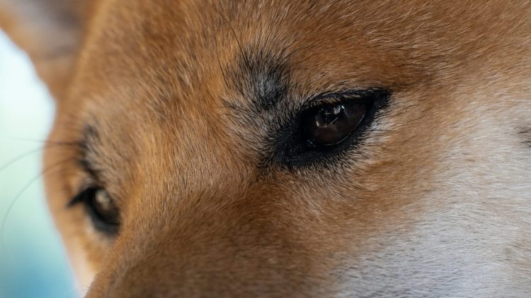 can-dogecoin-price-still-rally-1,000%?-analyst-reveals-end-of-year-prediction