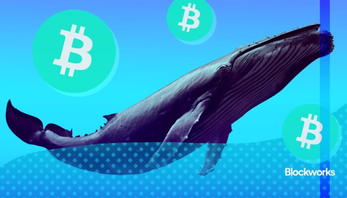 bitcoin-whale-watching-is-a-sport-for-having-fun,-staying-poor