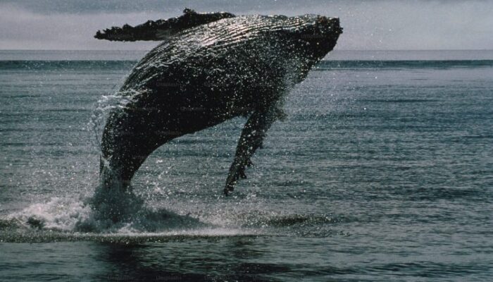 bitcoin-whale-breaks-silence-with-$26-million-transfer-—-what’s-going-on?