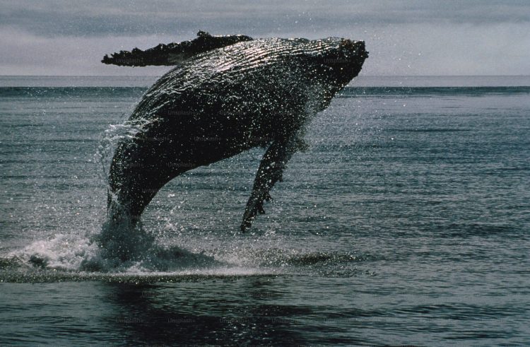 bitcoin-whale-breaks-silence-with-$26-million-transfer-—-what’s-going-on?