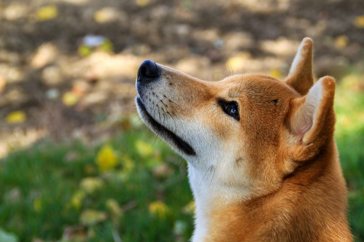 shiba-inu-goes-serious:-shib-alpha-layer-marks-end-of-meme-era