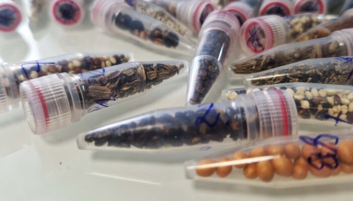 scientists-are-sending-cannabis-seeds-to-space