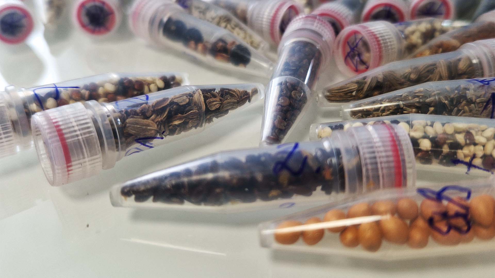 scientists-are-sending-cannabis-seeds-to-space