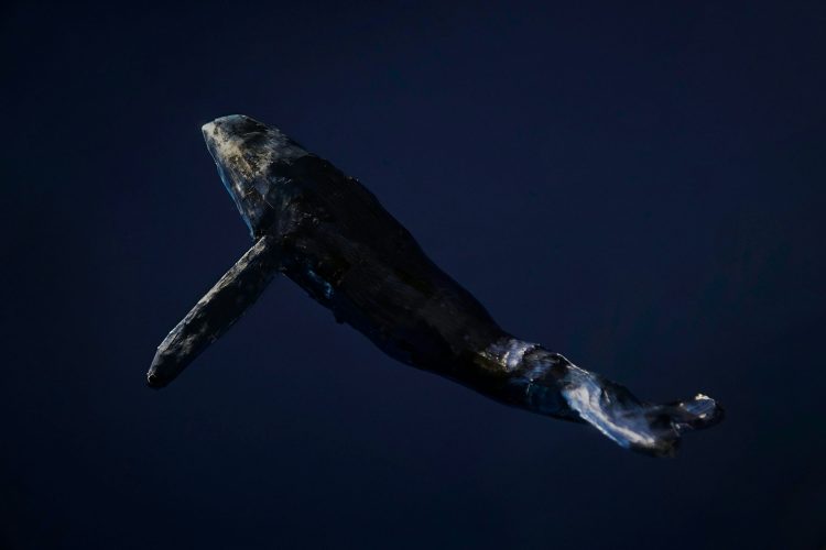 dormant-whale-sells-$80,000-btc,-but-bitcoin-bulls-still-in-control dormant-whale-sells-$80,000-btc,-but-bitcoin-bulls-still-in-control