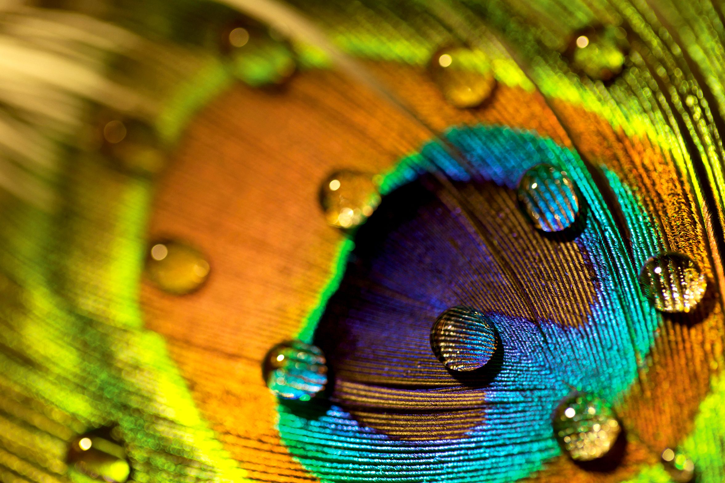 peacock-feathers-are-stunning.-they-can-also-emit-laser-beams peacock-feathers-are-stunning.-they-can-also-emit-laser-beams