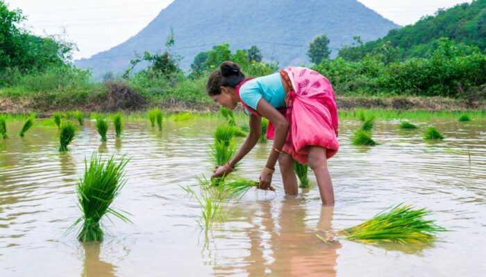 how-one-ai-startup-is-helping-rice-farmers-battle-climate-change