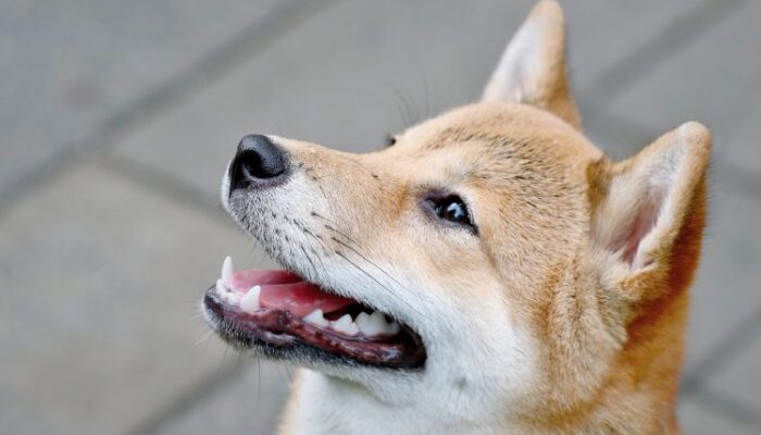 etf-dreams-for-dogecoin:-serious-possibility-or-just-hype?