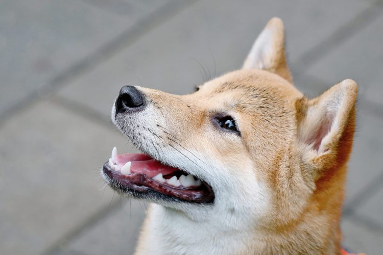 etf-dreams-for-dogecoin:-serious-possibility-or-just-hype?