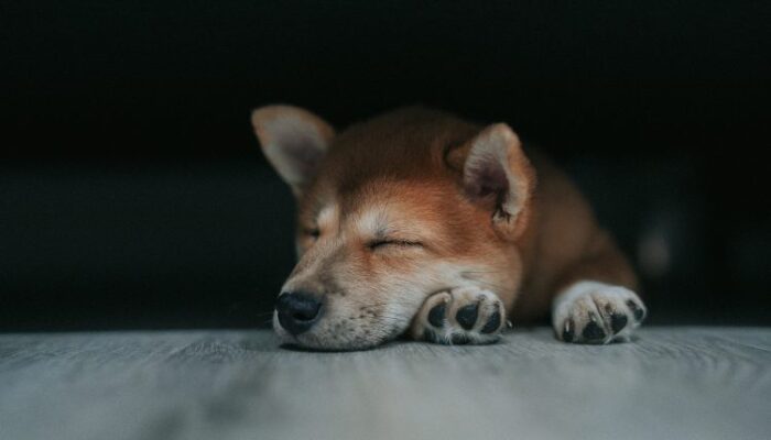dogecoin-may-pause-above-$027-before-charging-toward-$0.45-–-analyst