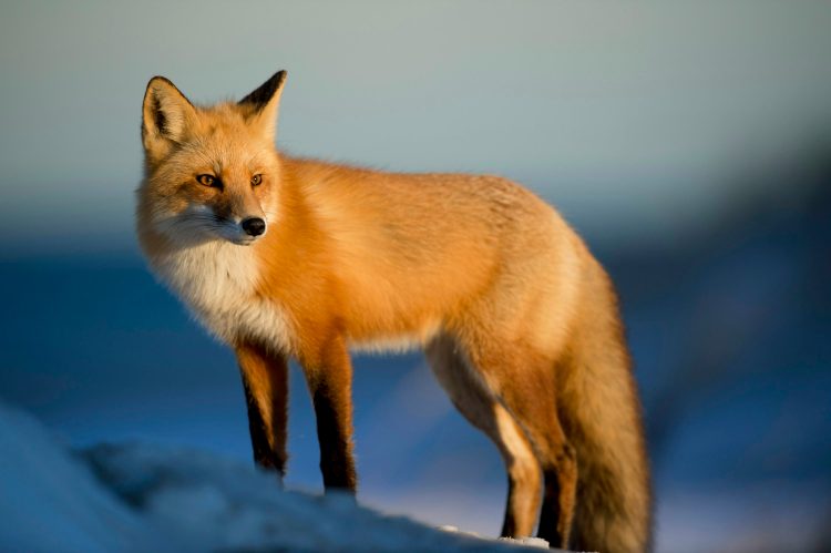metamask’s-long-rumored-token-may-arrive-‘sooner-than-expected’,-ceo-says