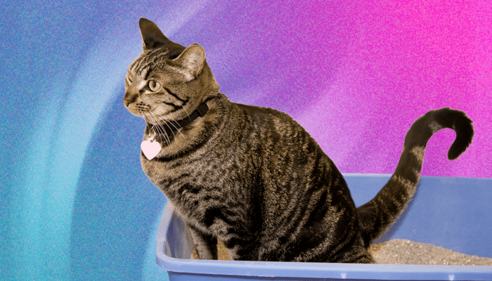 what’s-the-best-cat-litter-for-your-home-(and-your-cat)?