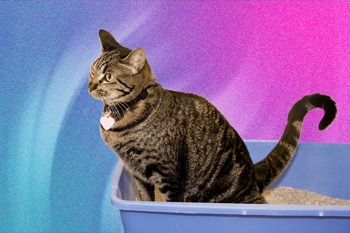 what’s-the-best-cat-litter-for-your-home-(and-your-cat)?