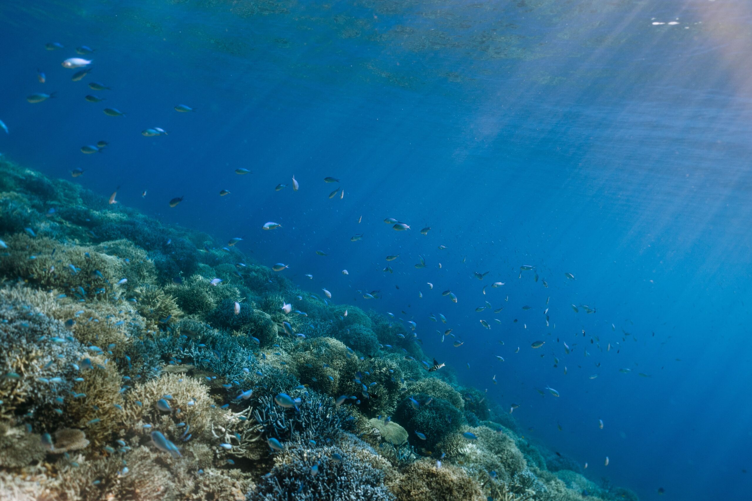 the-world’s-oceans-are-hurtling-toward-breaking-point