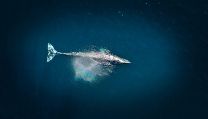 whales-scoop-$1.73b-in-ether-as-exchange-balances-hit-nine-year-low