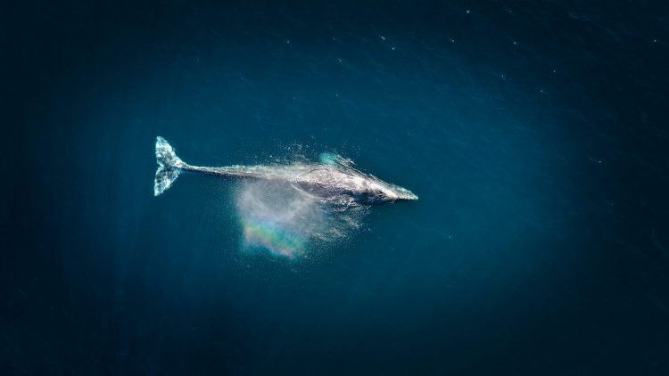 whales-scoop-$1.73b-in-ether-as-exchange-balances-hit-nine-year-low