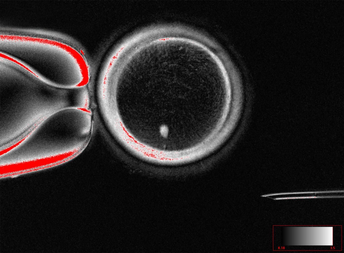 scientists-made-human-eggs-from-skin-cells-and-used-them-to-form-embryos