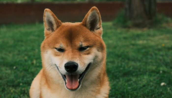 dogecoin-face-melting-rally:-this-bullish-impulse-will-send-price-toward-$0.8-ath