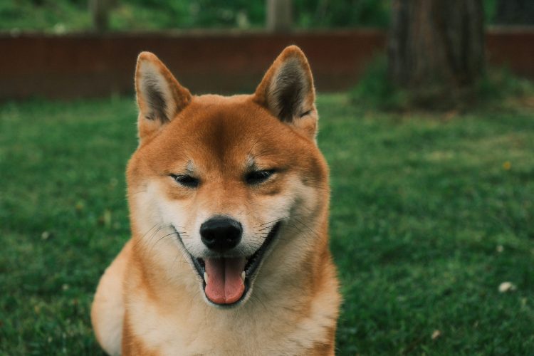 dogecoin-face-melting-rally:-this-bullish-impulse-will-send-price-toward-$0.8-ath
