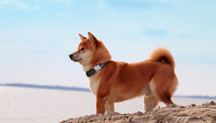 dogecoin-eyes-massive-breakout:-next-move-depends-on-$0.30