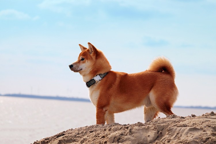 dogecoin-eyes-massive-breakout:-next-move-depends-on-$0.30