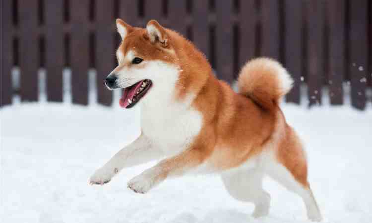 a-hidden-pattern-on-dogecoin’s-chart-could-change-everything:-analyst