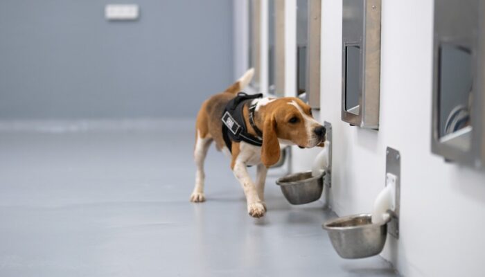 startup-battlefield-company-spotitearly-trained-dogs-and-ai-to-sniff-out-common-cancers