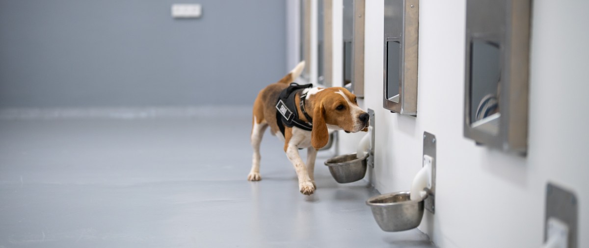 startup-battlefield-company-spotitearly-trained-dogs-and-ai-to-sniff-out-common-cancers